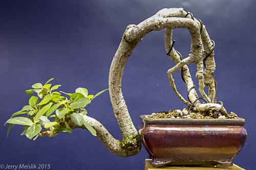 root cutting